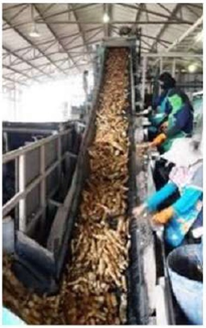 Cassava moving through the production process